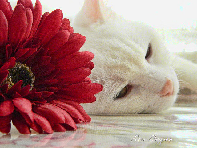 爱游戏APP-迈凯伦双车横扫索伯，维斯塔潘再展王者风范夺赛季第六冠