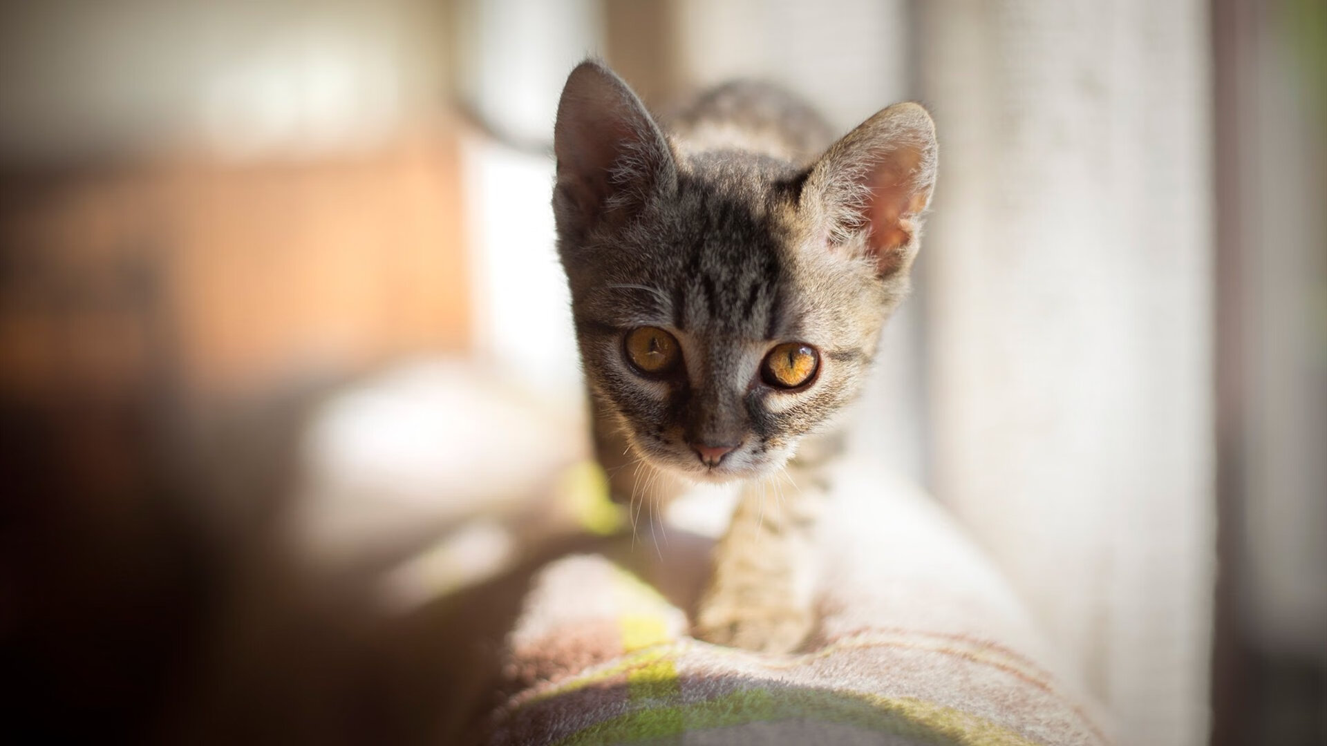 爱游戏官网-红白交错的惊蛰之夜，当利物浦精神撞碎三狮军团的铁律