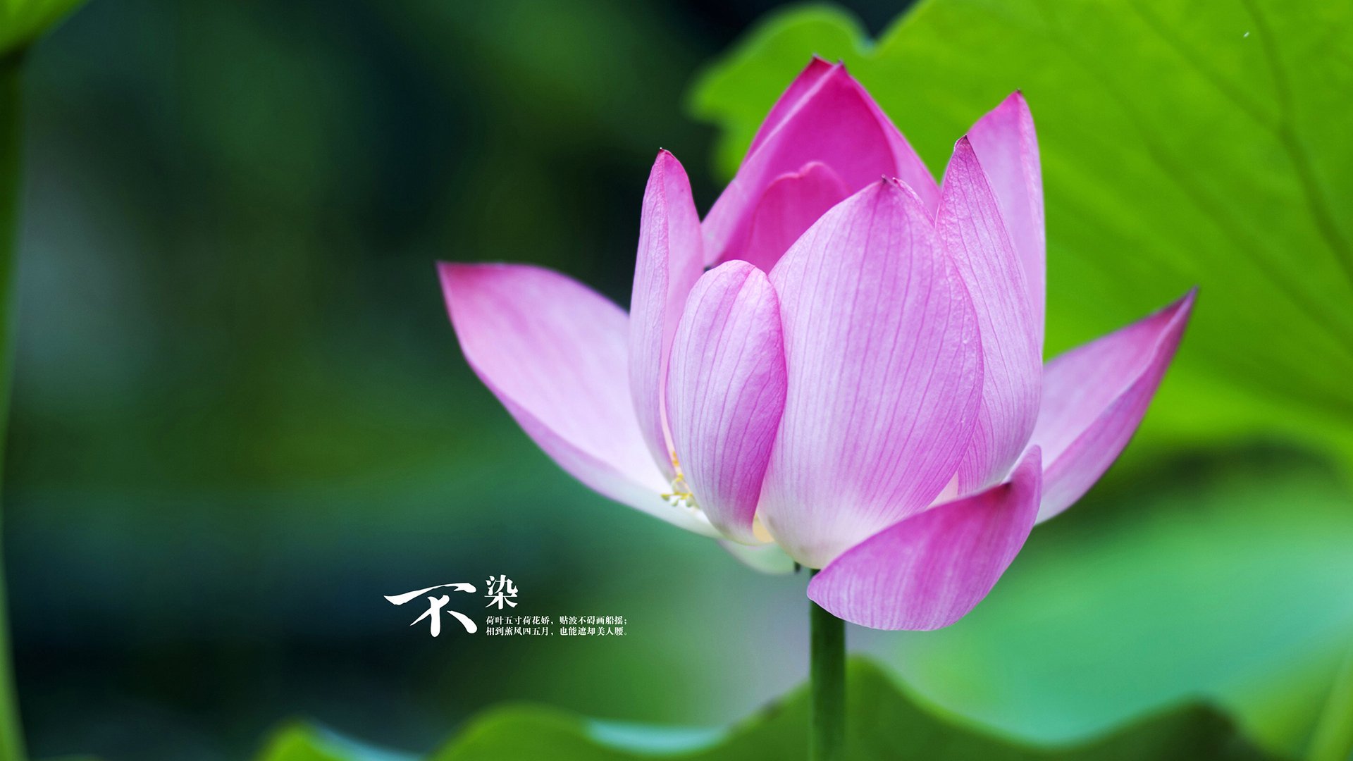 爱游戏体育-绿茵场的双重奏，塞内加尔铁血制霸与京多安的个人英雄主义