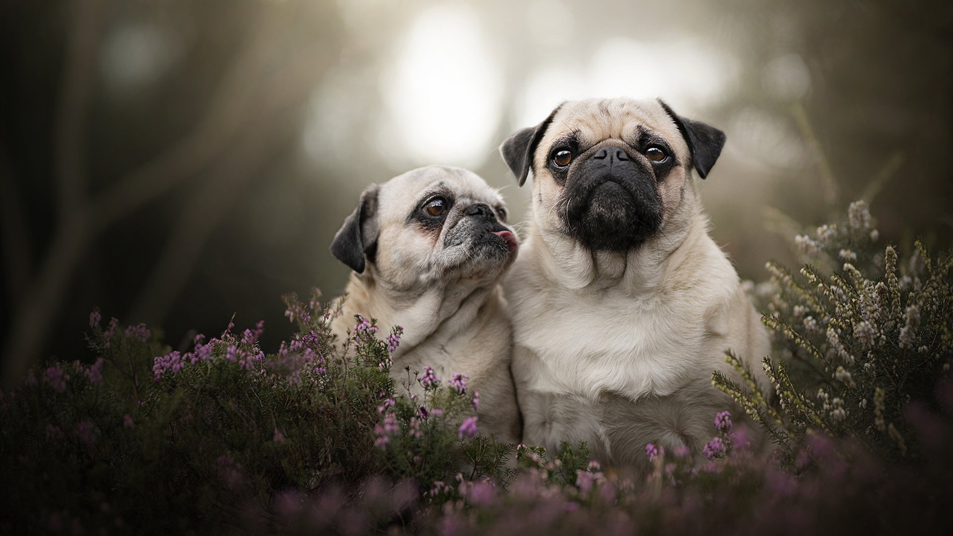 跨界风暴，新疆钢铁防线鏖战雄鹿，约基奇绿茵MVP统治意甲焦点战