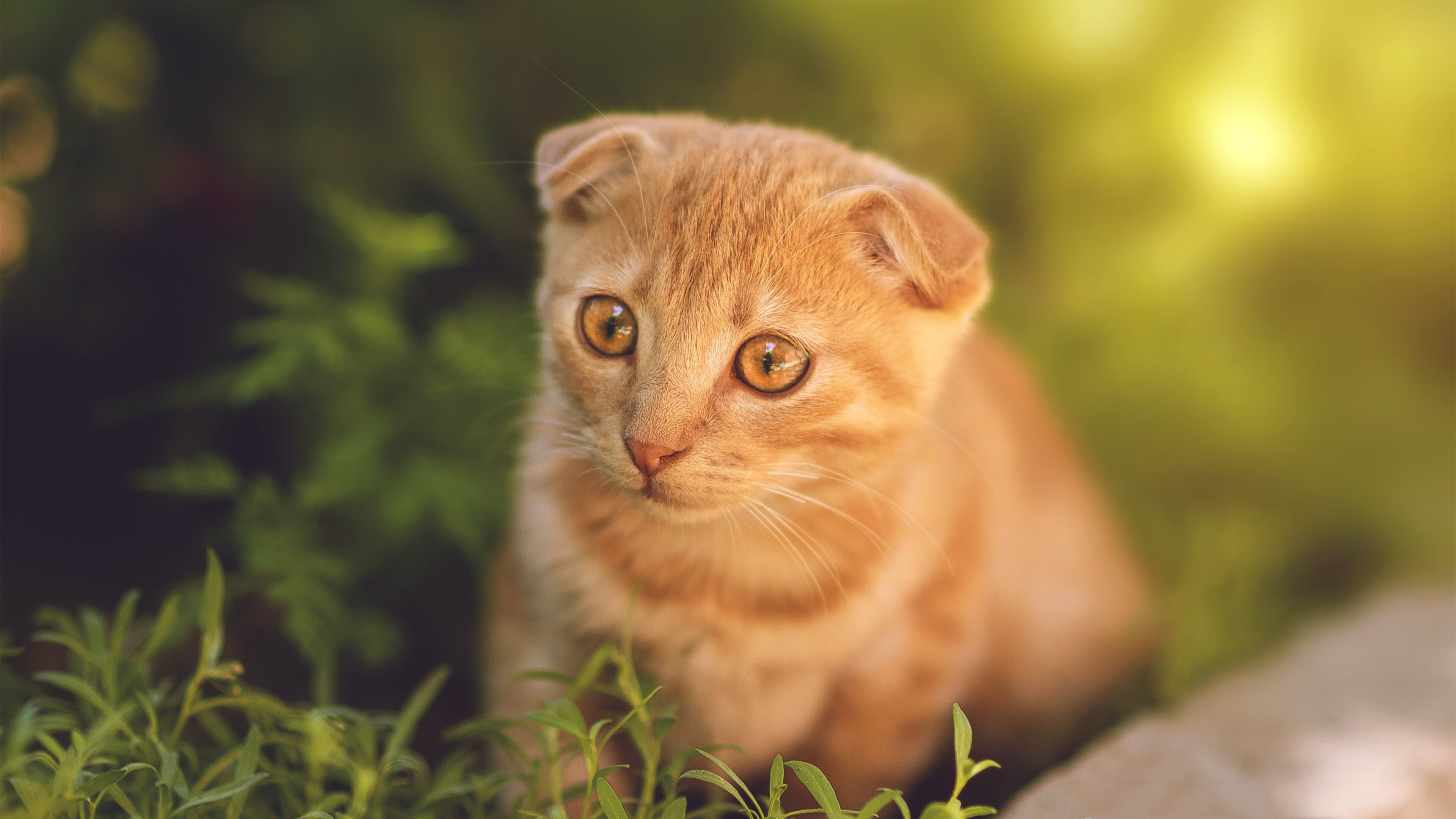 冰川美学，文班亚马极寒封盖森林狼，魔术崛起的寂静革命