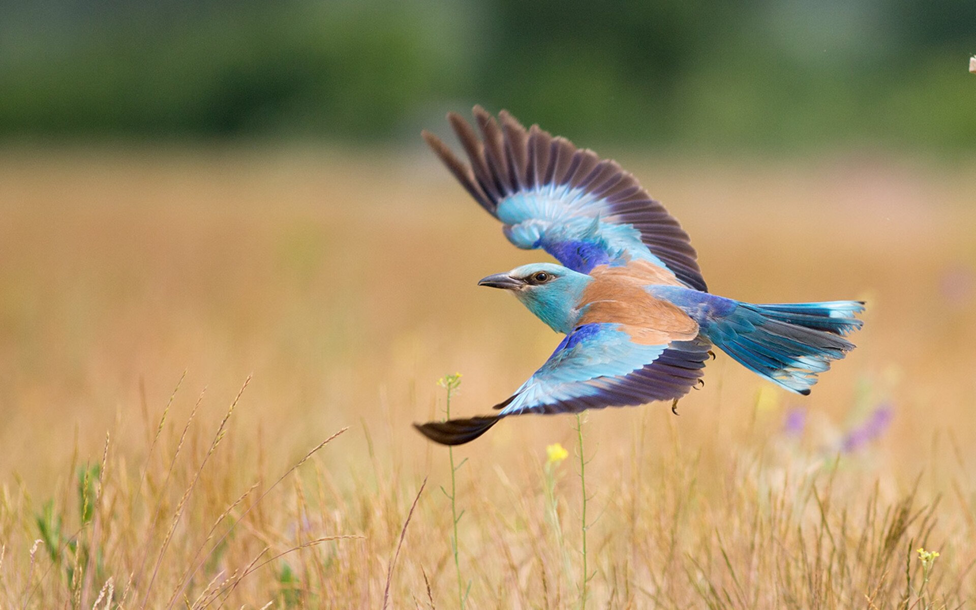 独舞时刻，杜兰特三分火焰焚毁费城铁壁，连续杀戮揭开终极对决序幕