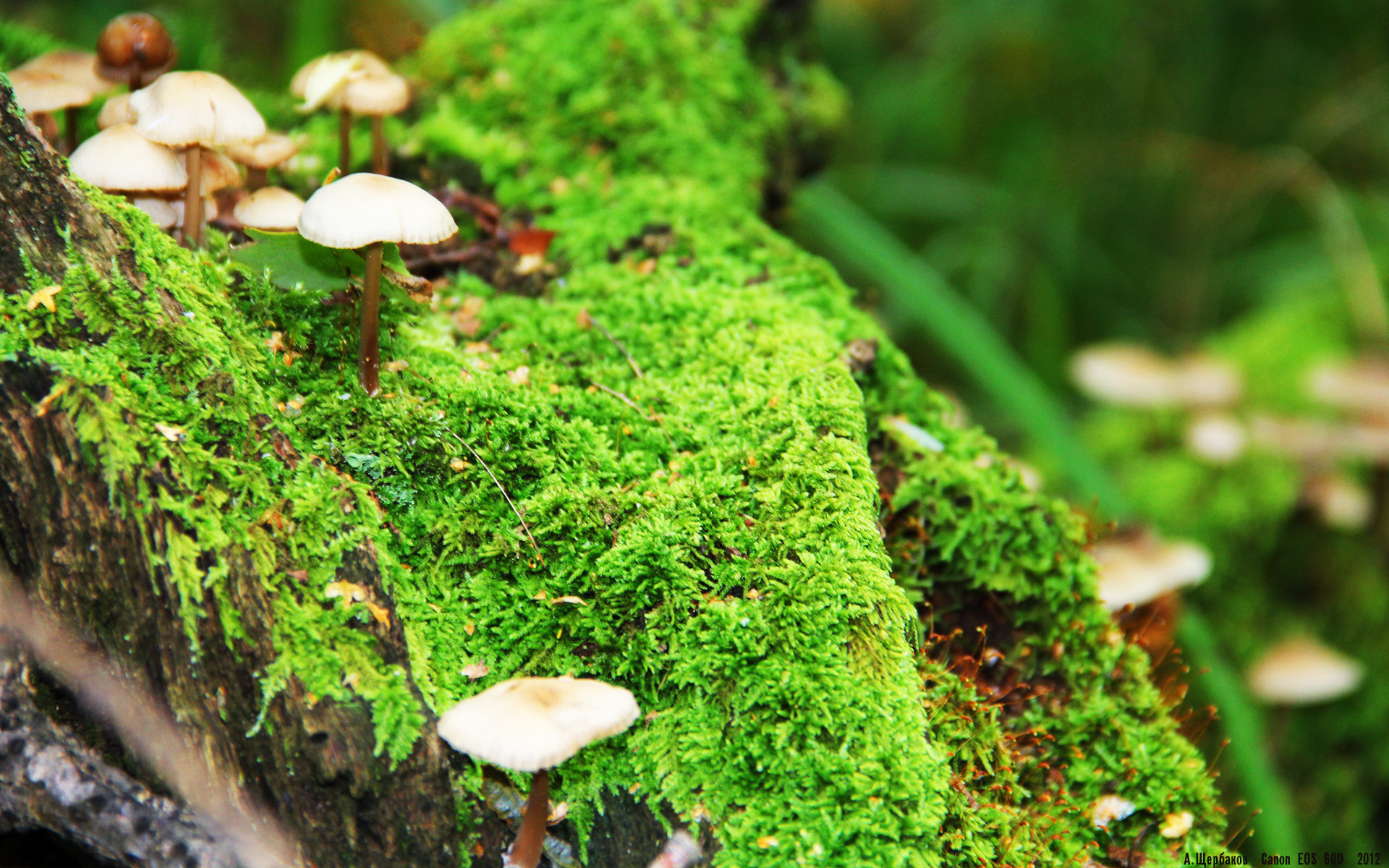 爱游戏官方-英超赛场惊现詹姆斯附体，北京队战术收割白鹰锐爪