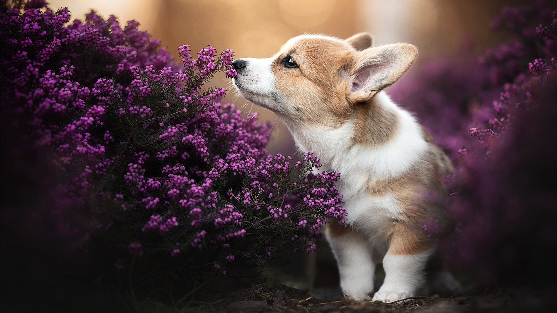 末节风暴！火箭一波流卷走山西，班凯罗全能表现锁定MVP