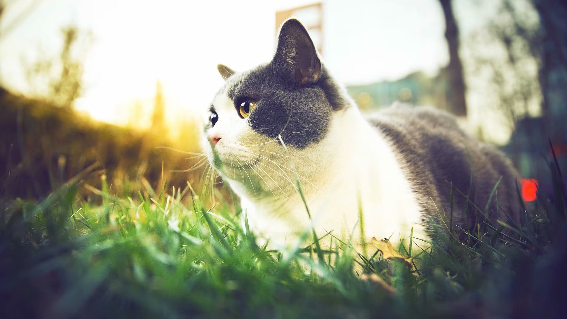 爱游戏在线-赛场双城记，浙江铁血斩深足，乔治德甲擎天柱