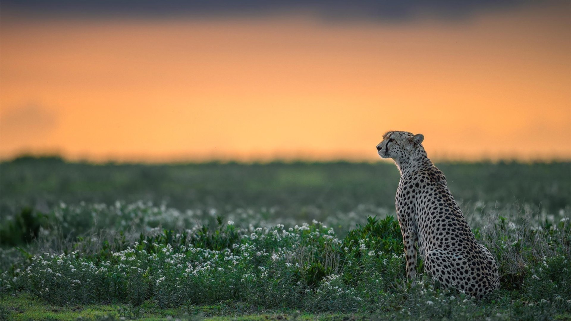 爱游戏娱乐-跨越赛场的焦点，NBA总决赛与巴西足球硬仗的共鸣