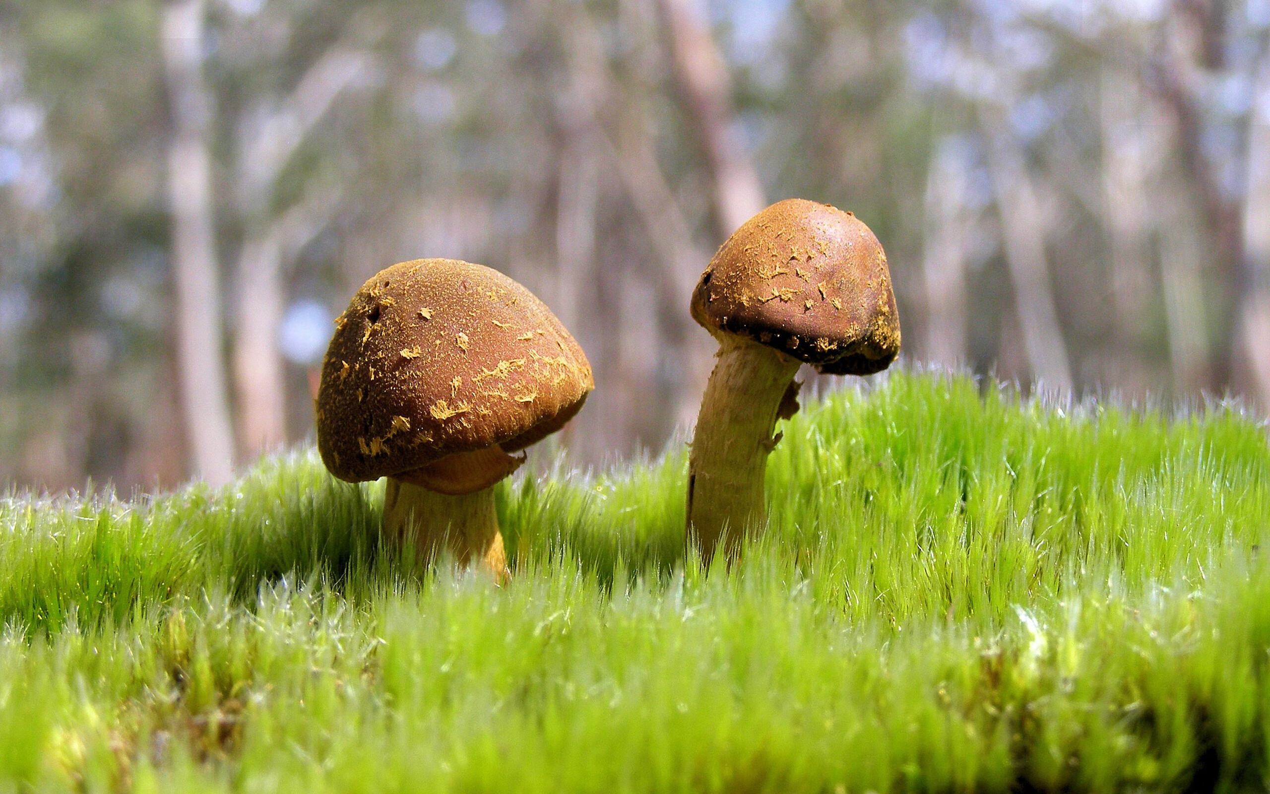 从无名之辈到关键先生，班凯罗60分钟封神，拯救美国篮球之夜