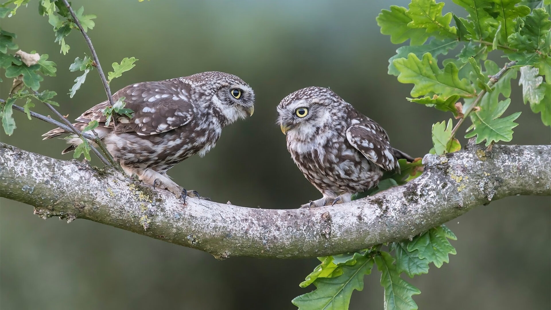 北境冰封热带火焰，乌克兰用锁链防守给足球上的自由灵魂上的一课