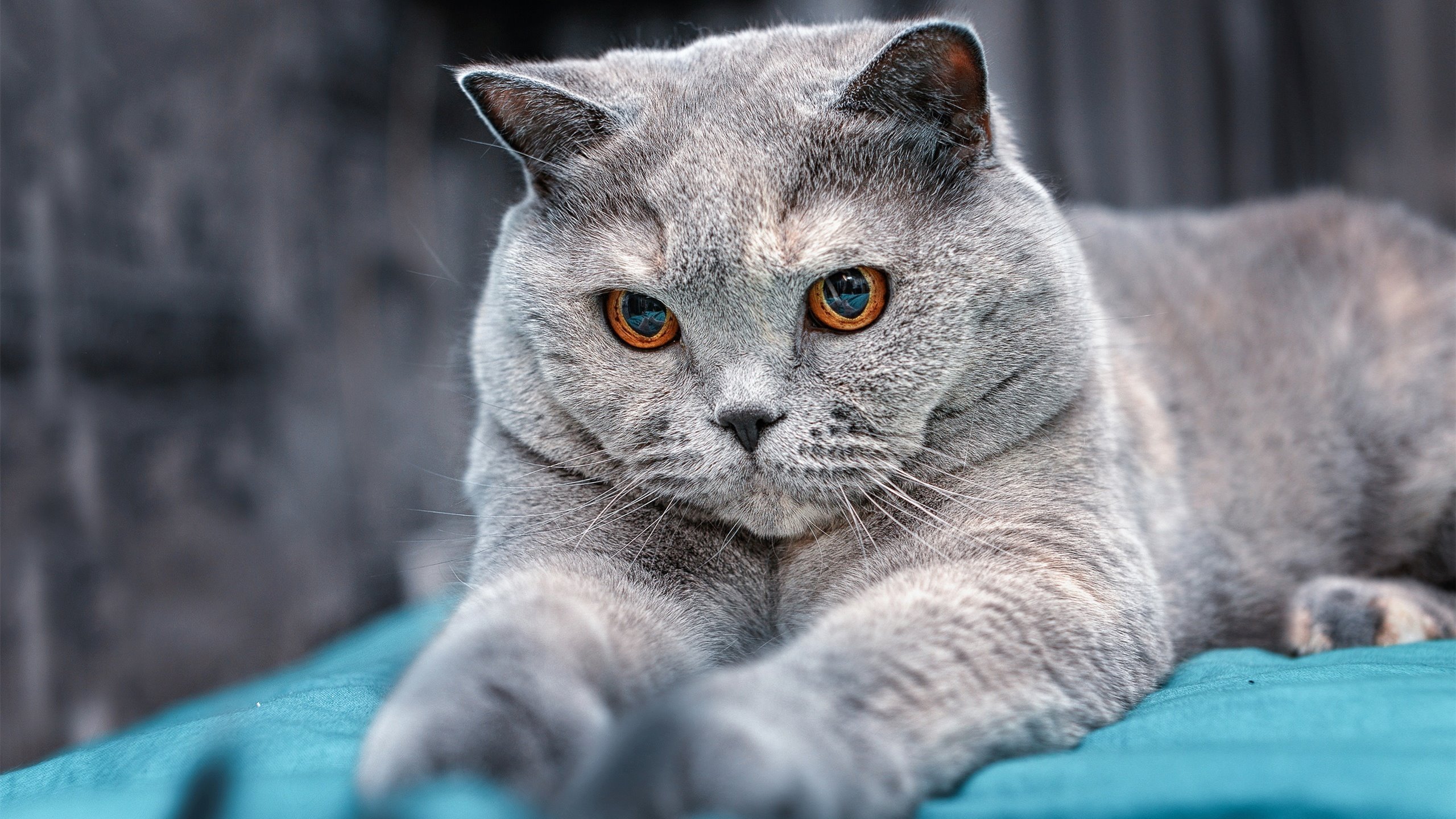 爱游戏tv-绿茵场外的传球，当伊拉克对阵利物浦，蒂亚戈持续制造杀伤