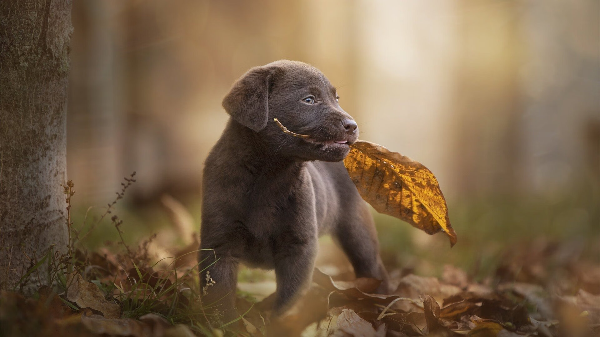 撕裂之熊,王冠落地,塔图姆关键先生本色演绎