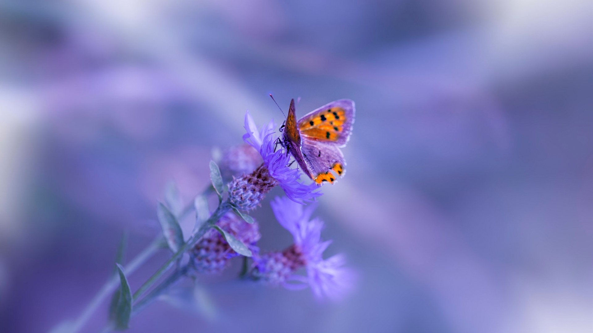 生死战的双重奏,西决焦点与曼联的苏格兰胜利