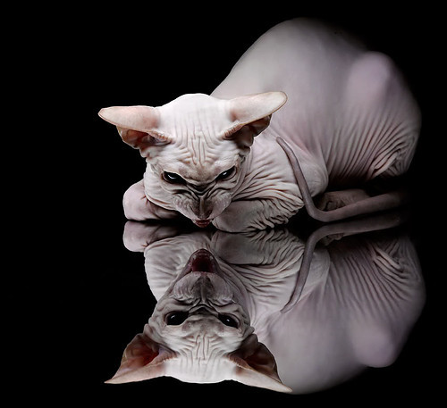 蓝黑巅峰对决瑞士，特奥美加墨世界杯接管比赛