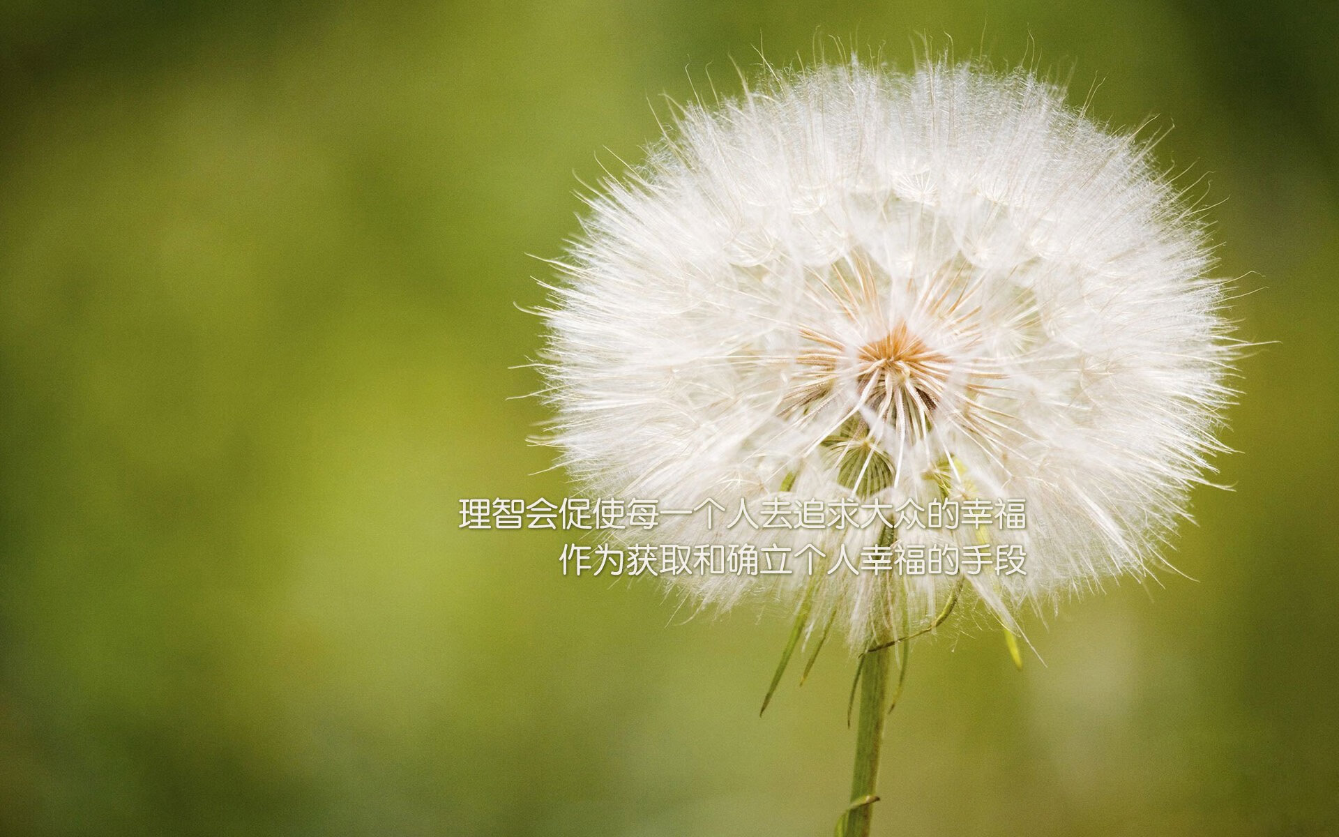 唯一之刃,穆西亚拉在2026世界杯C组匈牙利对决日本中的决定性时刻